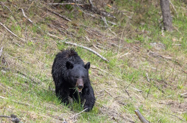 怀俄明州黄石公园春天的一只黑熊 — 图库照片