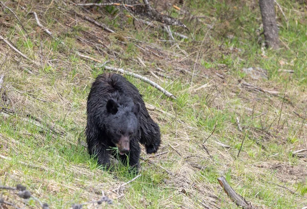 Чорний Ведмідь Навесні Єллоустонському Національному Парку Вайомінг — стокове фото