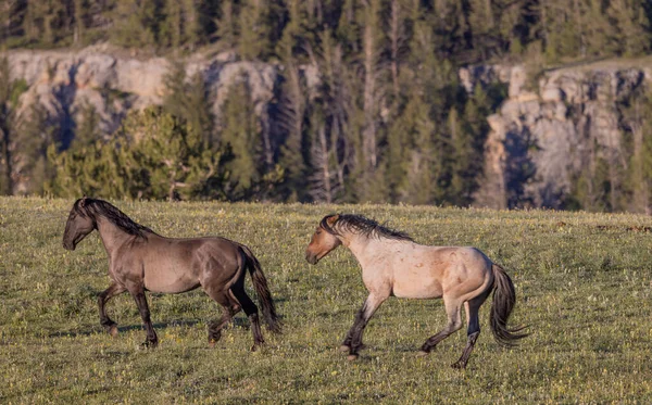 Wild Horses Summer Pryor Mountains Montana — Stock Fotó
