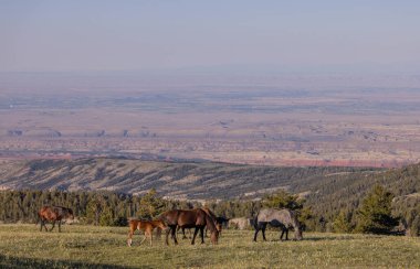 wild horses in summer in the Pryor Mountains Montana