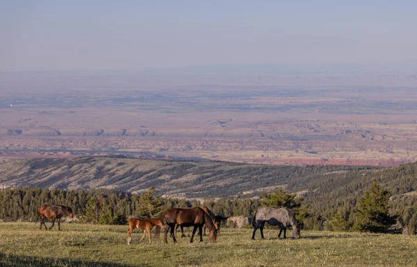 Wild Horses Summer Pryor Mountains Montana — Stock Photo, Image