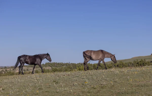 Wild Horses Summer Pryor Mountains Montana — Photo