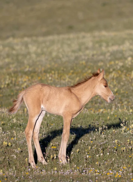 Potro Cavalo Selvagem Bonito Verão Nas Montanhas Pryor Montana — Fotografia de Stock