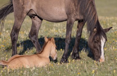 Yazın Pryor Dağları 'nda vahşi bir at kısrağı ve yavrusu.