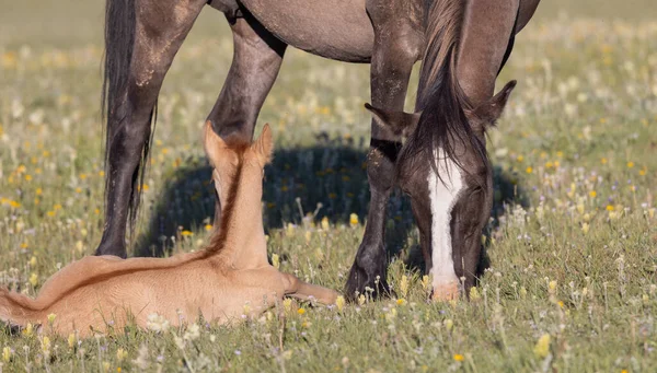 Uma Égua Cavalo Selvagem Seu Potro Verão Nas Montanhas Pryor — Fotografia de Stock