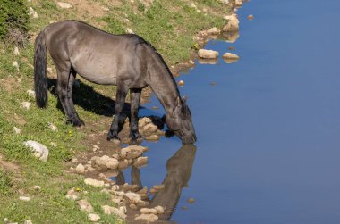 Yazın Montana 'daki Pryor Dağları' ndaki su birikintisinde vahşi bir at.