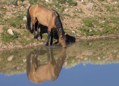 Yazın Montana 'daki Pryor Dağları' ndaki su birikintisinde vahşi bir at.