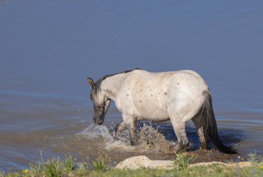 Yazın Montana 'daki Pryor Dağları' ndaki su birikintisinde vahşi bir at.