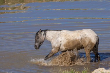 Yazın Montana 'daki Pryor Dağları' ndaki su birikintisinde vahşi bir at.