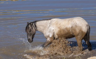 Yazın Montana 'daki Pryor Dağları' ndaki su birikintisinde vahşi bir at.
