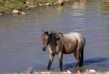 Yazın Montana 'daki Pryor Dağları' ndaki su birikintisinde vahşi bir at.