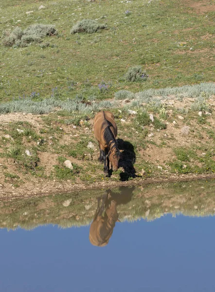 Ein Wildpferd Einem Wasserloch Pryor Gebirge Montana Sommer — Stockfoto