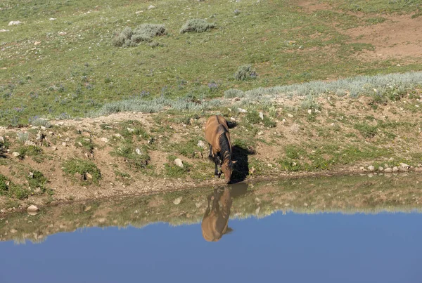 Ein Wildpferd Einem Wasserloch Pryor Gebirge Montana Sommer — Stockfoto