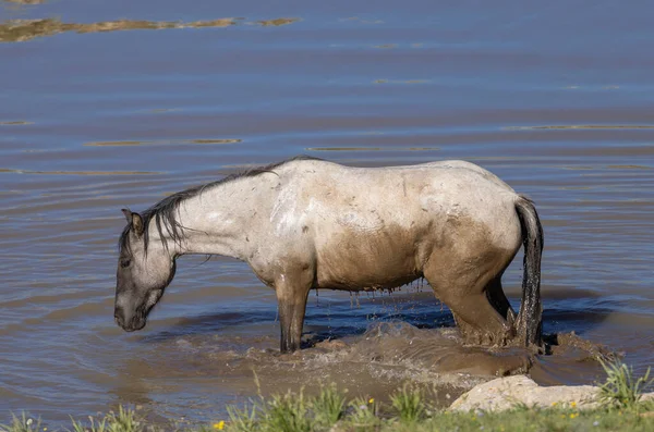 Cavalo Selvagem Buraco Água Nas Montanhas Pryor Montana Verão — Fotografia de Stock