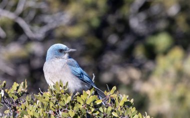 Arizona çölünde bir çalıkuşu.
