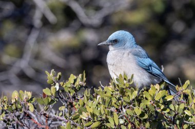 Arizona çölünde bir çalıkuşu.