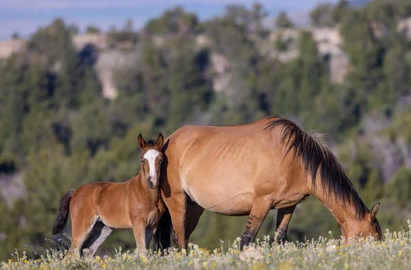 Uma Égua Cavalo Selvagem Seu Potro Verão Montanhas Pryor Montana — Fotografia de Stock