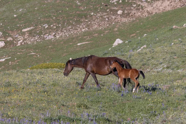 モンタナ山脈の夏に野生の馬の悪夢と彼女の運命は — ストック写真