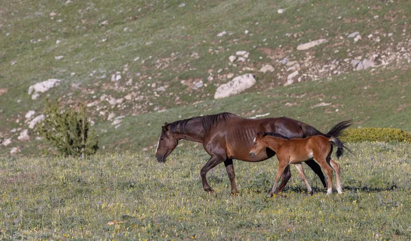 Yazın Pryor Dağları 'nda vahşi bir at kısrağı ve yavrusu.