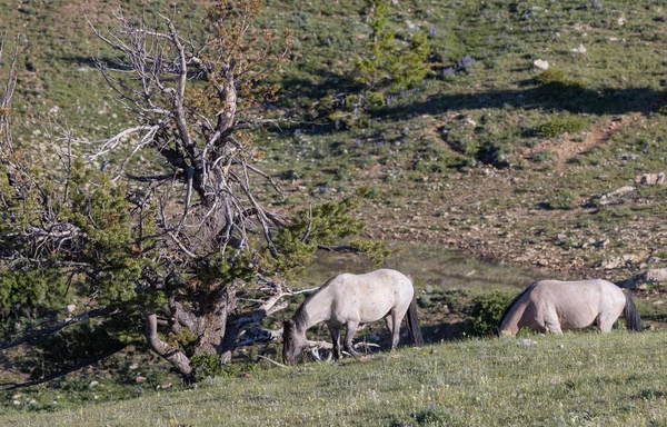 Yazın Montana Daki Pryor Dağları Nda Vahşi Atlar — Stok fotoğraf