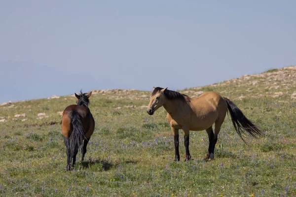 Wildpferde Pryor Montana Sommer — Stockfoto
