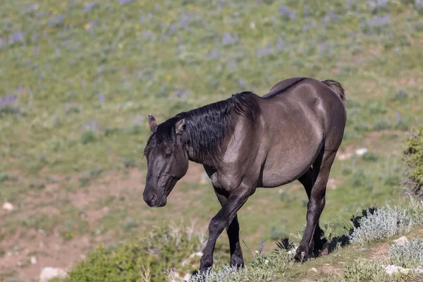 夏天在蒙大拿州普里耶山脉的一匹野马 — 图库照片