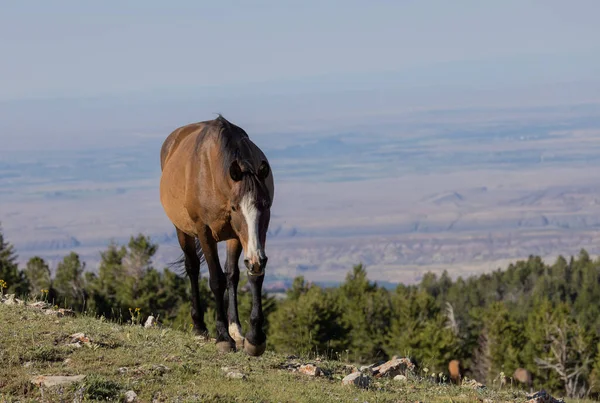 Дикая Лошадь Летом Прайорских Горах Монтана — стоковое фото