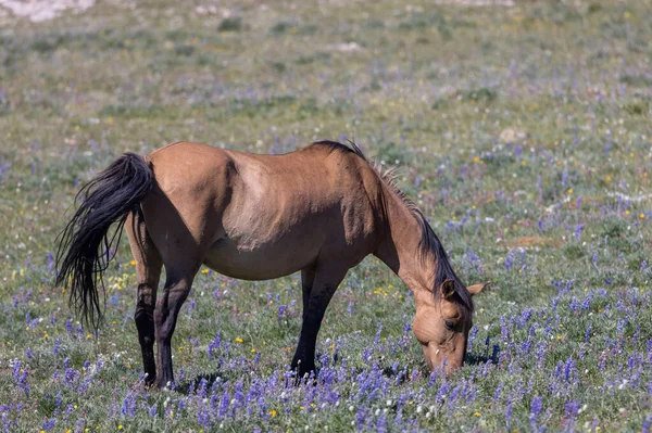 モンタナのプライヤー山脈の夏に野生の馬 — ストック写真