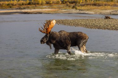 Sonbaharda Wyoming 'de tekdüze bir geyik.