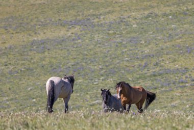 Yazın Montana 'daki Pryor Dağları' nda vahşi atlar