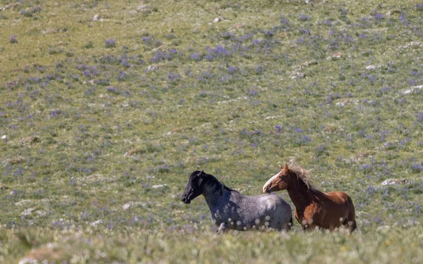 Wildpferde Pryor Montana Sommer — Stockfoto