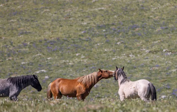 Divoké Koně Pohoří Pryor Montana Létě — Stock fotografie