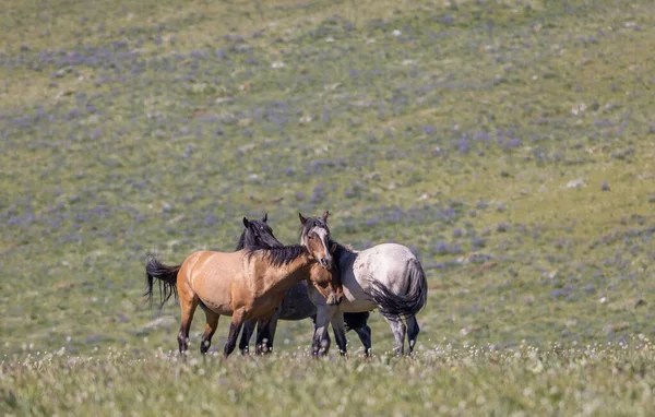 Dzikie Konie Górach Pryor Montana Latem — Zdjęcie stockowe