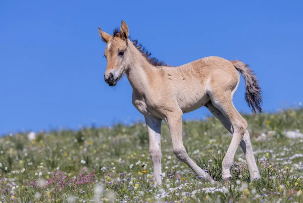 Wild Horse Foal Summer Pryor Mountains Montana — Stock Photo, Image