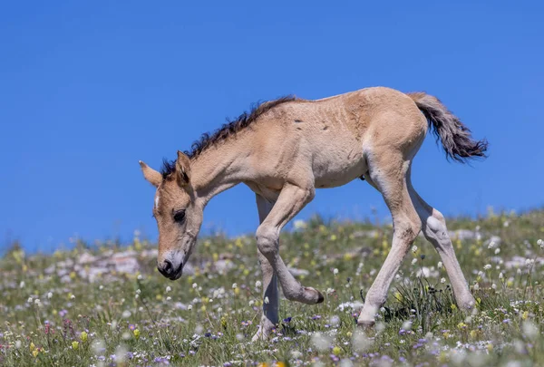 Potro Cavalo Selvagem Verão Nas Montanhas Pryor Montana — Fotografia de Stock