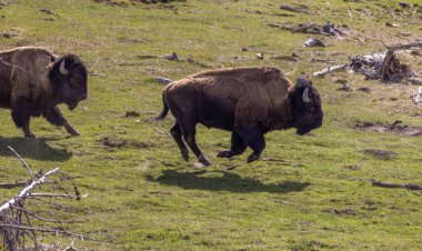 Yellowstone Ulusal Parkı Wyoming 'de baharda bir bizon.