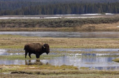 Yellowstone Ulusal Parkı Wyoming 'de baharda bir bizon.