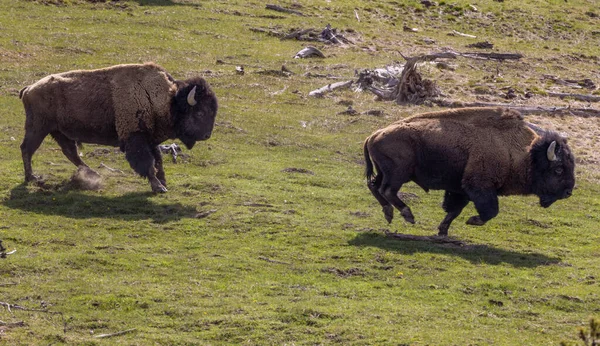 怀俄明州黄石公园春天的野牛 — 图库照片