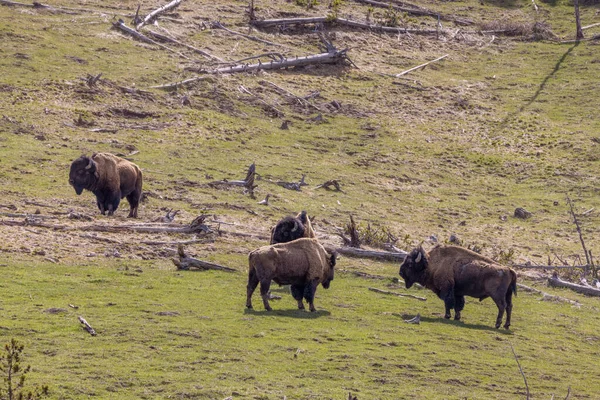 Bison Printemps Dans Parc National Yellowstone Wyoming — Photo