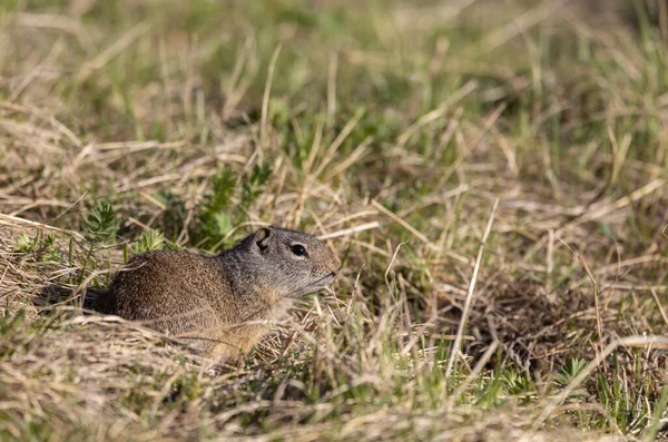 Una Ardilla Tierra Uinta Wyoming Verano — Foto de Stock