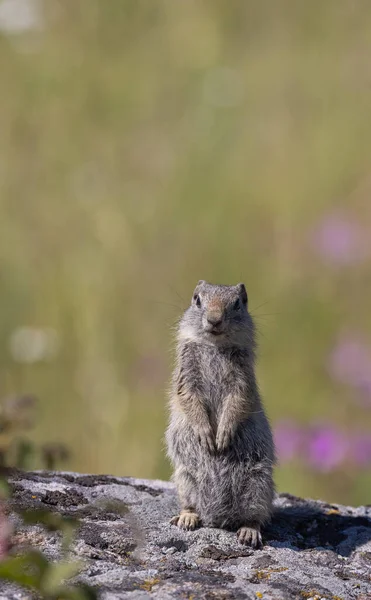 Écureuil Terrestre Uinta Dans Wyoming Été — Photo