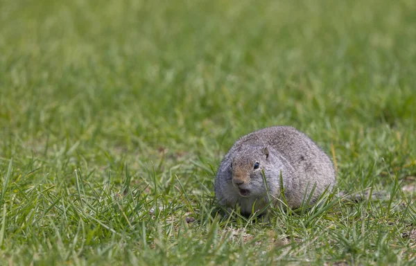 夏天怀俄明州的一只小松鼠 — 图库照片