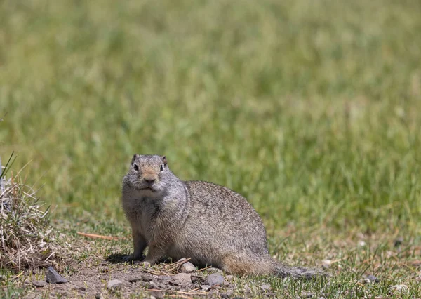 Uinta Ground Squirrel Wyoming Summer — Stock Photo, Image