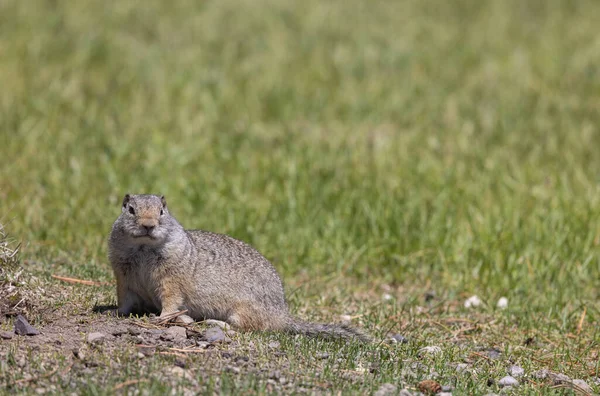 Écureuil Terrestre Uinta Dans Wyoming Été — Photo