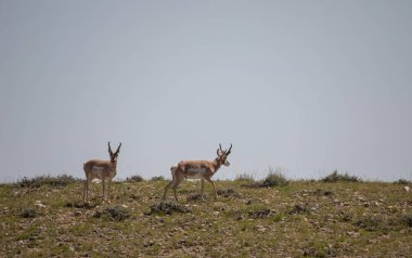 Wyoming bozkırında bir çift boynuzlu antilop.