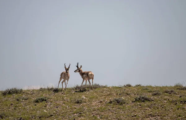 Ein Paar Antilopenböcke Auf Der Prärie Von Wyoming — Stockfoto