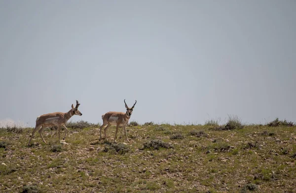 Pair Pronghorn Antelope Bucks Wyoming Prairie — Stock Photo, Image