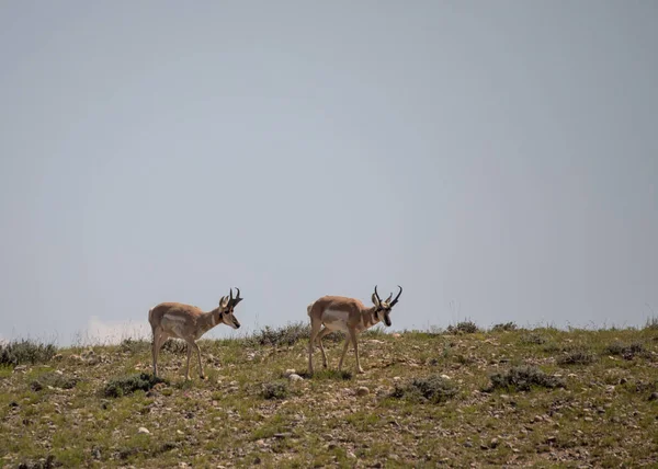 Paio Antilopi Del Pronghorn Sulla Prateria Del Wyoming — Foto Stock