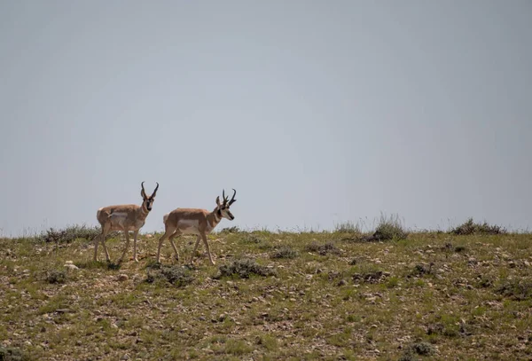 Para Antylop Prerii Wyoming — Zdjęcie stockowe