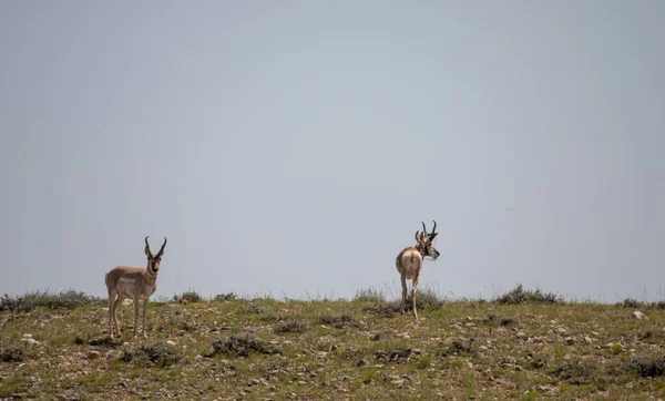 Pair Pronghorn Antelope Bucks Wyoming Prairie — Stock Photo, Image